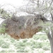 7E Etosha  NP _DSC00736