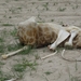 7E Etosha  NP _DSC00745