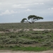 7E Etosha  NP _DSC00747