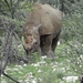 7E Etosha  NP _DSC00753