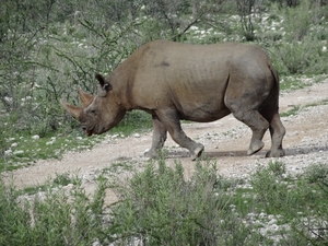 7E Etosha  NP _DSC00757