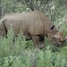 7E Etosha  NP _DSC00766