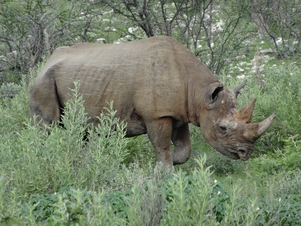 7E Etosha  NP _DSC00766