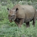 7E Etosha  NP _DSC00769