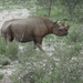 7E Etosha  NP _DSC00777