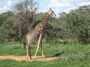 8E Erindi GP, sunset safari _DSC00873