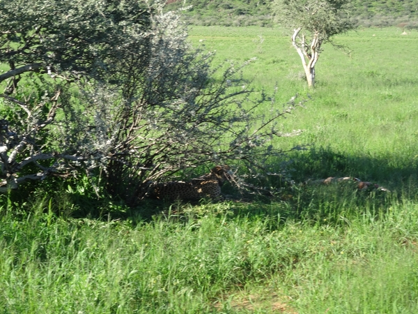 8E Erindi GP, sunset safari _DSC00887