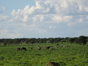 8E Erindi GP, sunset safari _DSC00895