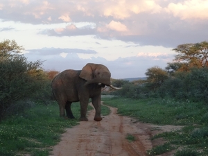 8E Erindi GP, sunset safari _DSC00912