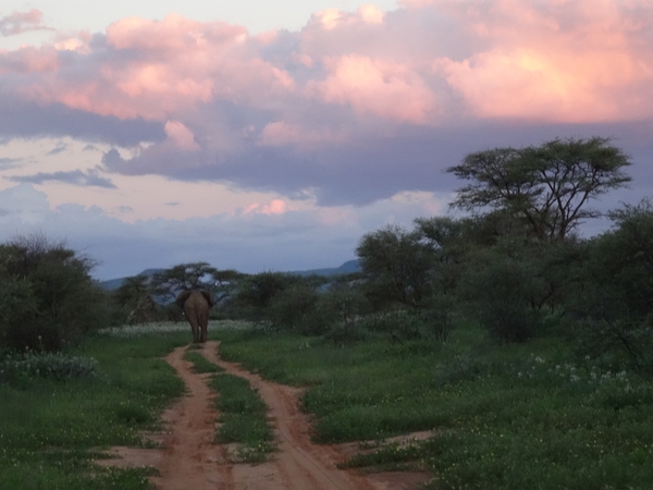 8E Erindi GP, sunset safari _DSC00917