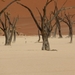 3I Namib woestijn, Deadvlei _P1050035