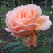 DSCN2236