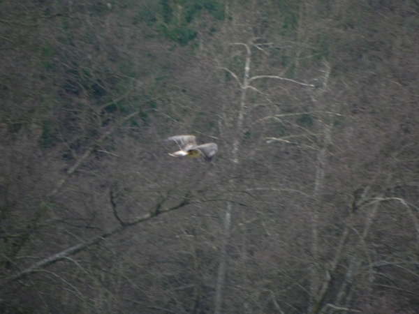 Orval - buizerd en weg was hij