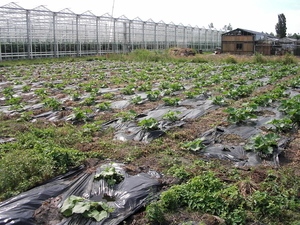 Veld met pompoenen