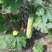 Sopropo = Bittergourd (Momordica charentia)