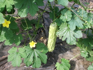 Sopropo = Bittergourd (Momordica charentia)