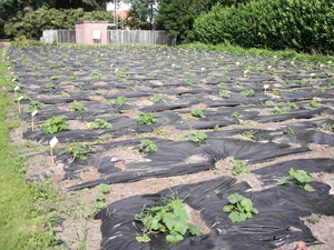 Veld met pompoenen