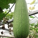 Sponskalebas (Luffa)