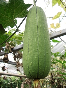 Sponskalebas (Luffa)