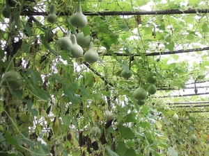 Pergola met flessen