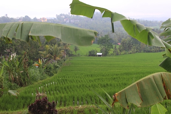 Vihara Dharma Giri