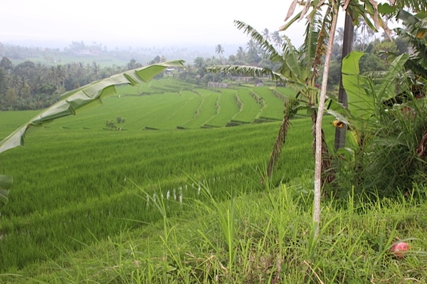 Vihara Dharma Giri