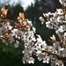 001  HET LENTE GEVOEL.....