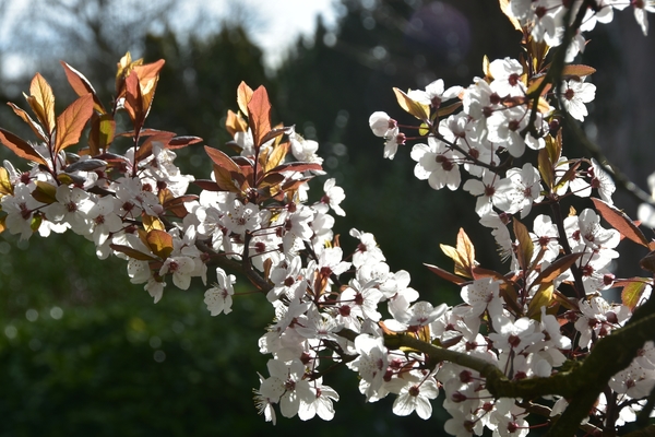 001  HET LENTE GEVOEL.....