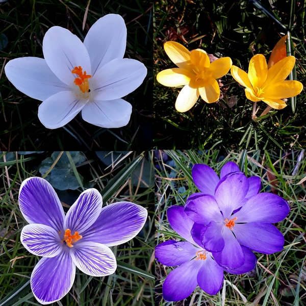 stadespark-26-2-2019-crocussen