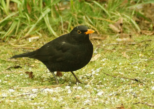Meeuw (mannetje)