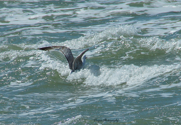 De meeuw is op jacht naar krab