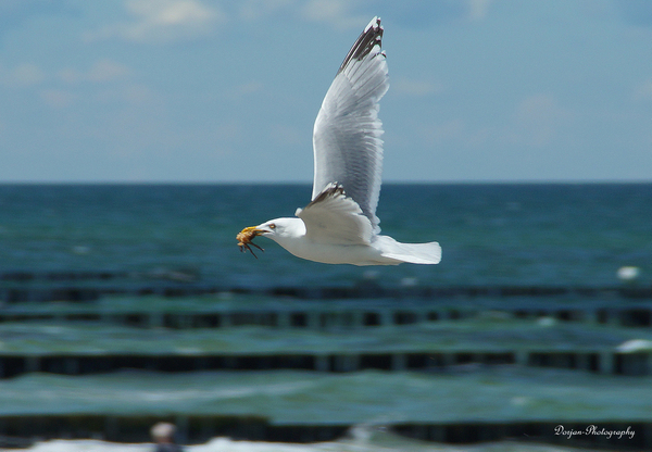 Voedsel voor haar jong.
