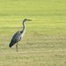 Blauwe reiger