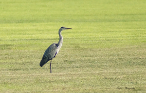 Blauwe reiger