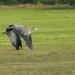 Blauwe reiger