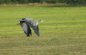 Blauwe reiger