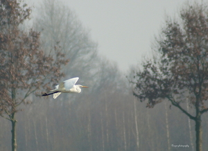 Witte reiger