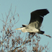 Blauwe reiger