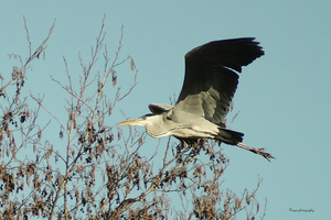 Blauwe reiger