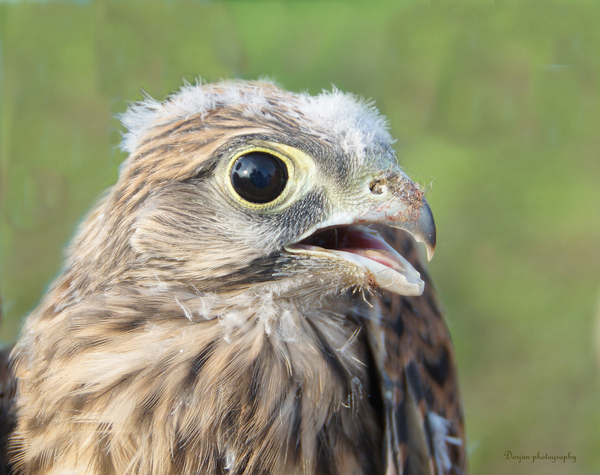 Jonge torenvalk nog met wat donsveren