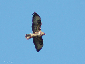 Buizerd