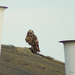 Jonge buizerd