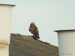 Jonge buizerd