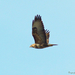 Buizerd