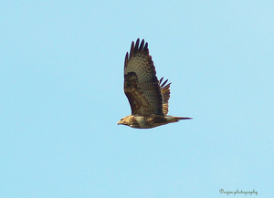 Buizerd