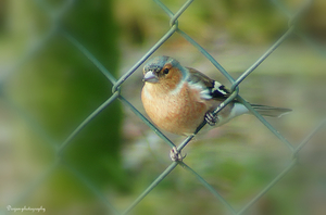 Vink