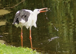 Ooievaar drinken