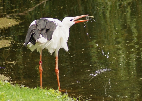 Ooievaar aan het drinken ( Kasteeltuin Arcen )