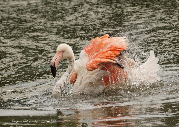 Flamingo is aan het badderen (kasteeltuin Arcen)