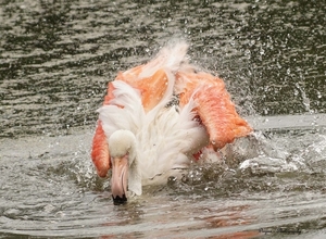 Flamingo